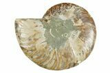 Cut & Polished Crystal-Filled Ammonite Fossil - Madagascar #354154-2